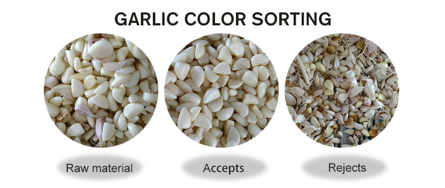 Sliced Garlic Color Sorting.png