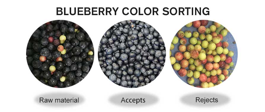 blueberry color sorting.jpg