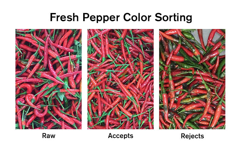 Fresh Chili Sorting.jpg