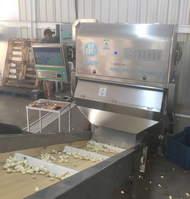 garlic-color-sorter-in-Mexico.jpg