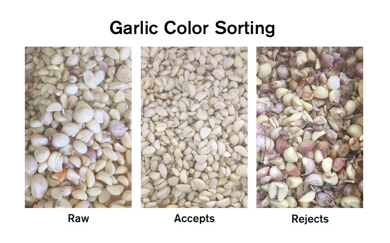 Garlic Color Sorting Demo.jpg