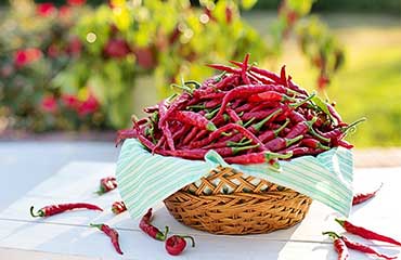 Angelon Chili Sorter Machine—Sort by Color and Shape