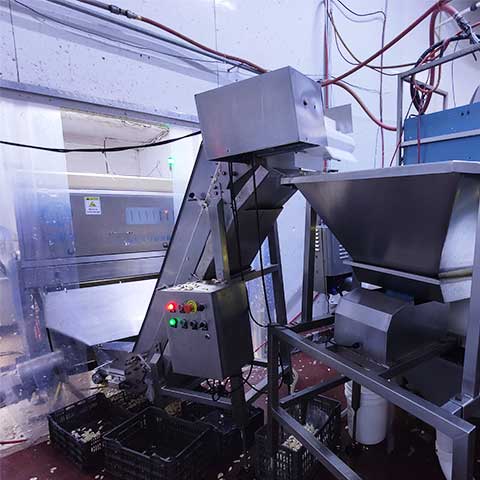 Angelon Garlic Color Sorter in Mexico