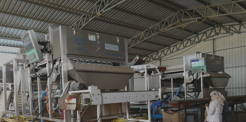 Dry Chili Sorting Machine in India